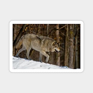 Grey Wolf Magnet