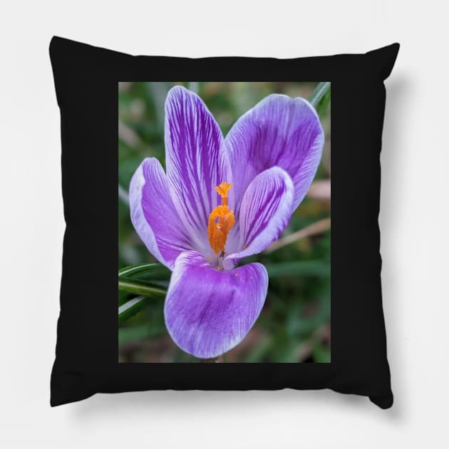 Purple, Orange and White Flower 4 Pillow by AustaArt