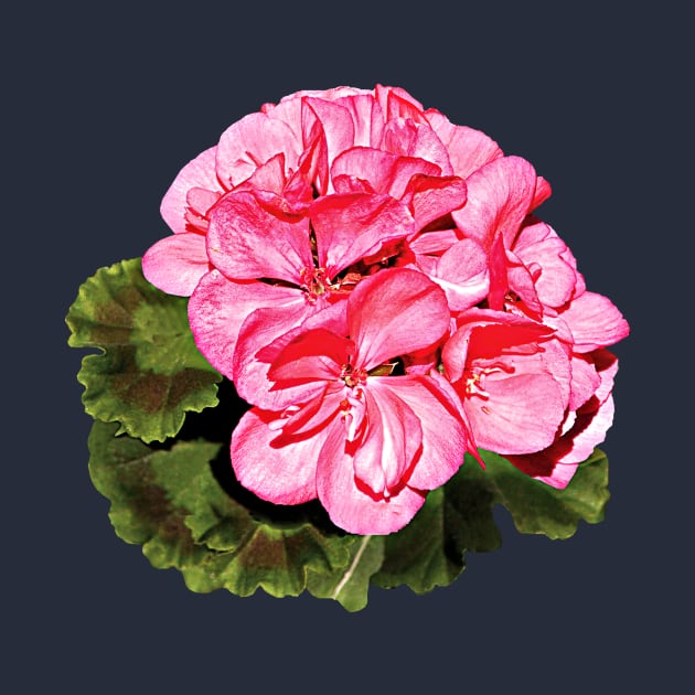Pink Geranium by SusanSavad