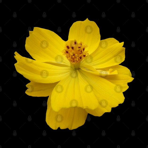 yellow flower, flowers, nature, blooms, garden by rh_naturestyles