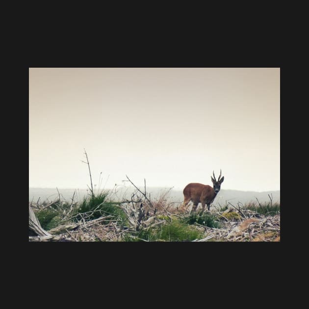 Deer in the Scottish Wilderness by BethsdaleArt