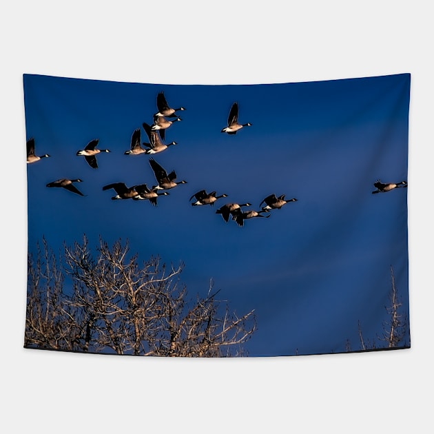 Geese in flight Tapestry by CanadianWild418