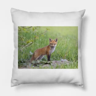 Red fox kit Pillow