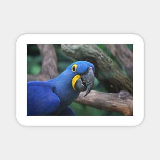 Blue Hyacinth Macaw Magnet