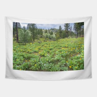 Arrowleaf Balsamroot Springtime Wildflowers in Okanagan Valley Tapestry