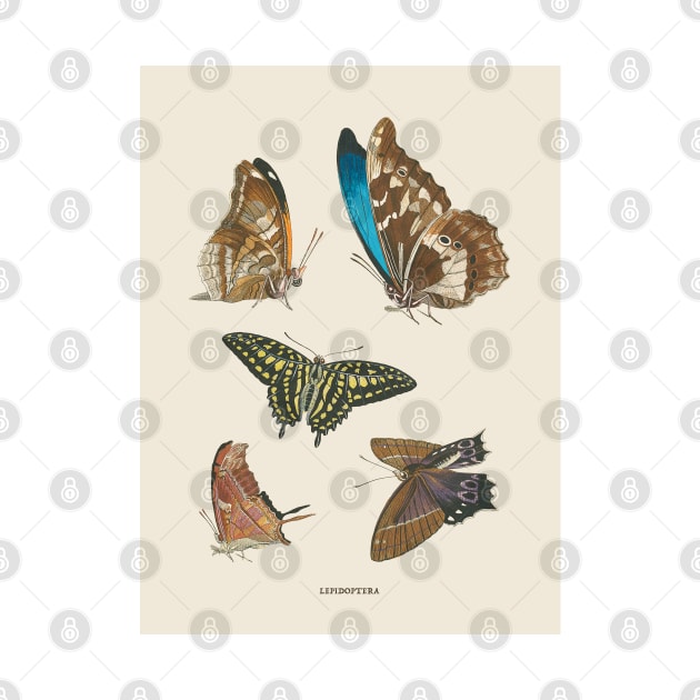 Butterflies Antique Naturalist Illustration by Antiquated Art