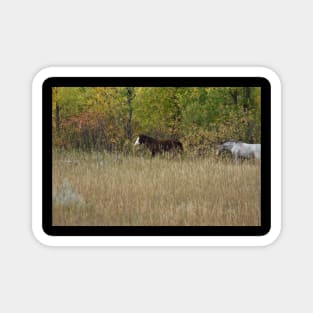 Wild Horse Foal Magnet