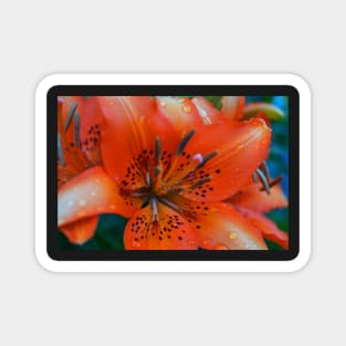 Orange Tiger Lily Magnet