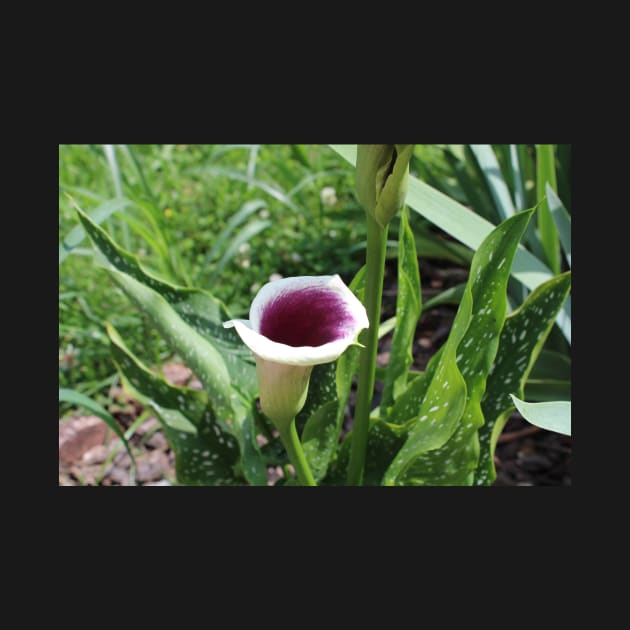 Calla Lily Side Photographic Image by AustaArt