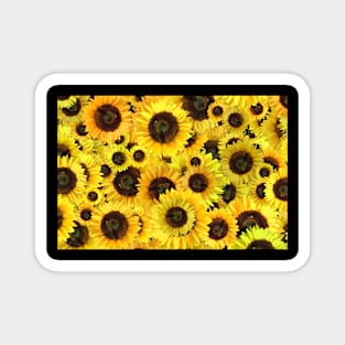 Beautiful Sunflowers Magnet