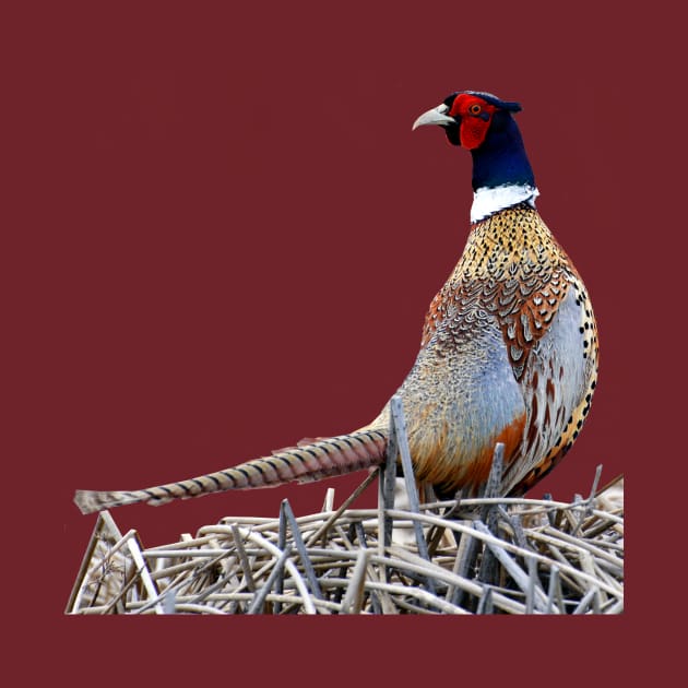 Ring-necked Pheasant Photo by DeniseBruchmanPhotography