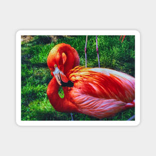 Flaming Flamingo Magnet