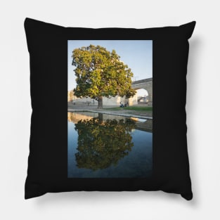 Montpellier tree. Pillow