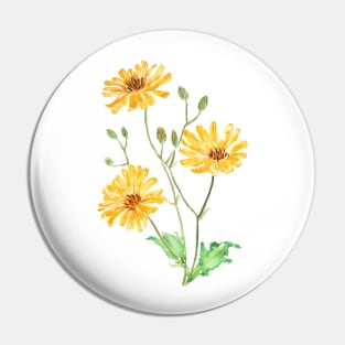 yellow wildflower hawksbeard painting Pin