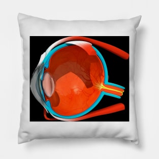 Eye anatomy (C008/7545) Pillow