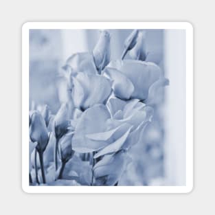 Soft blue lisianthus - Hampton Style Magnet