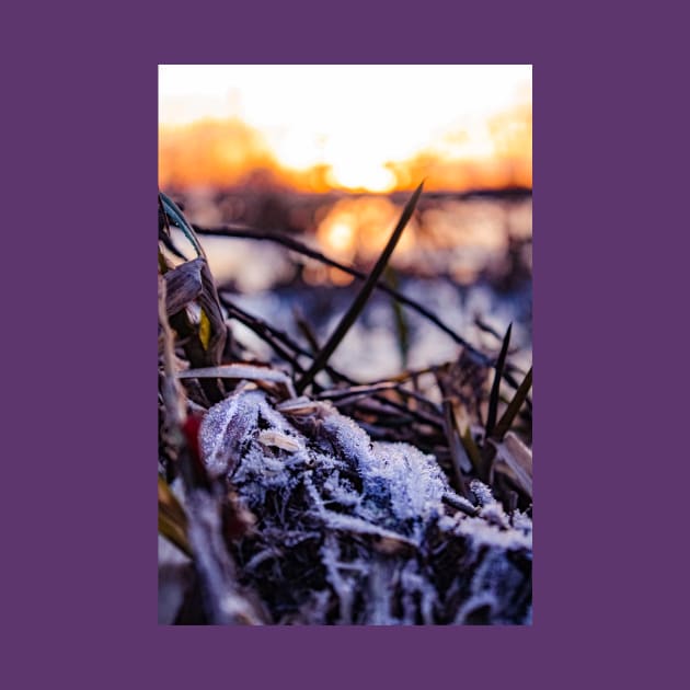 Beautiful frozen leaves on the surface of an icy lake in Scotland by chiaravisuals