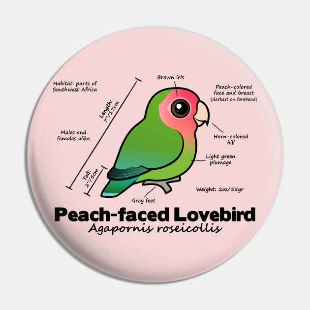 Peach Faced Lovebird Color Chart