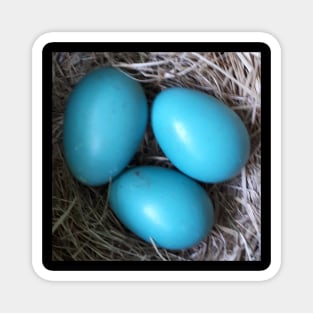 Robin Blue Eggs in Nest Magnet