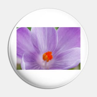 Crocus  'Queen of the Blues'  Dutch crocus. Pin