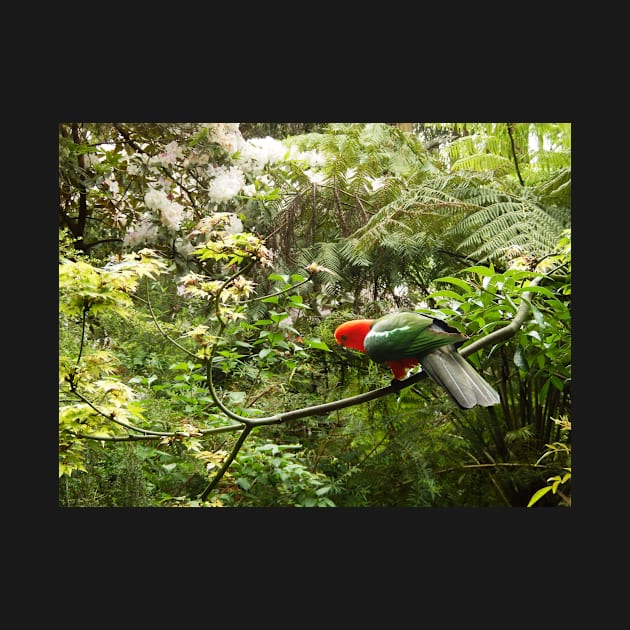 King Parrot by rozmcq