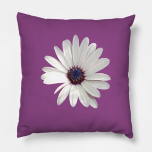 White Daisy Osteospermum Flower Photograph Pillow