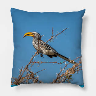 Namibia. Etosha National Park. Southern Yellow-Billed Hornbill. Pillow