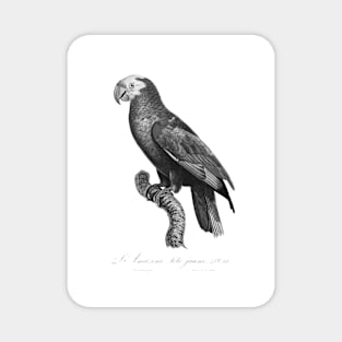 Yellow-Crowned Amazon Parrot In Greyscale Magnet