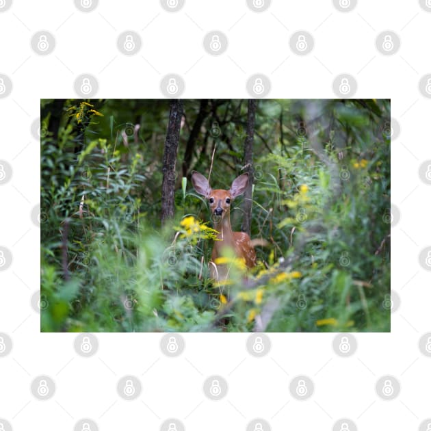 Fawn Hiding - White tailed deer by Jim Cumming