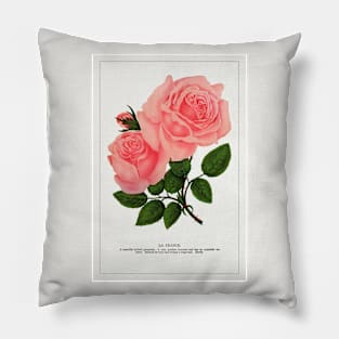 Pink rose, La France Lithograph (1900) Pillow