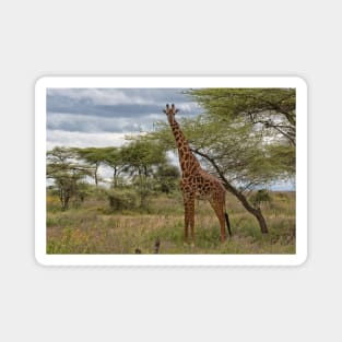 Masai Giraffe Magnet