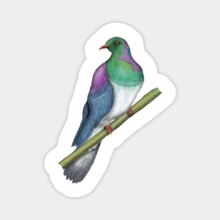 Wood pigeon Kereru New Zealand bird Magnet