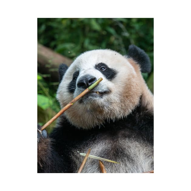 Panda Bamboo Smells Good by LukeDavidPhoto