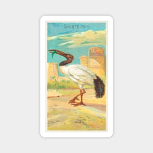 Sacred Ibis Magnet