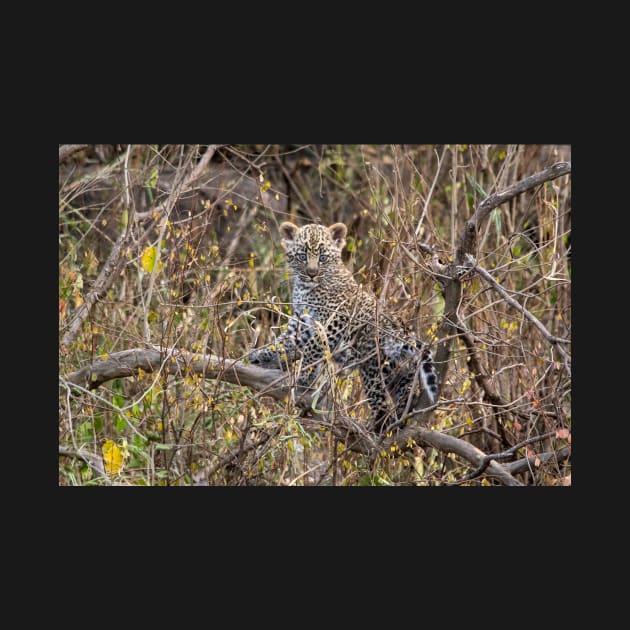 Leopard Cub, Serengeti National Park, Tanzania by AndrewGoodall