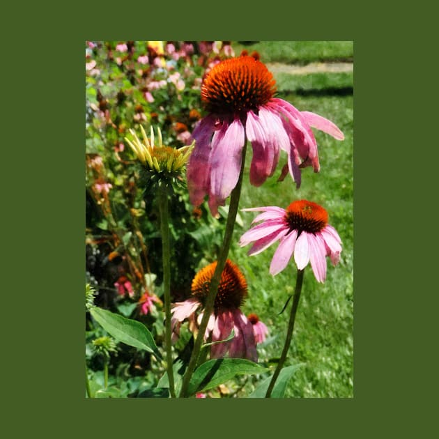 Coneflower in Garden by SusanSavad