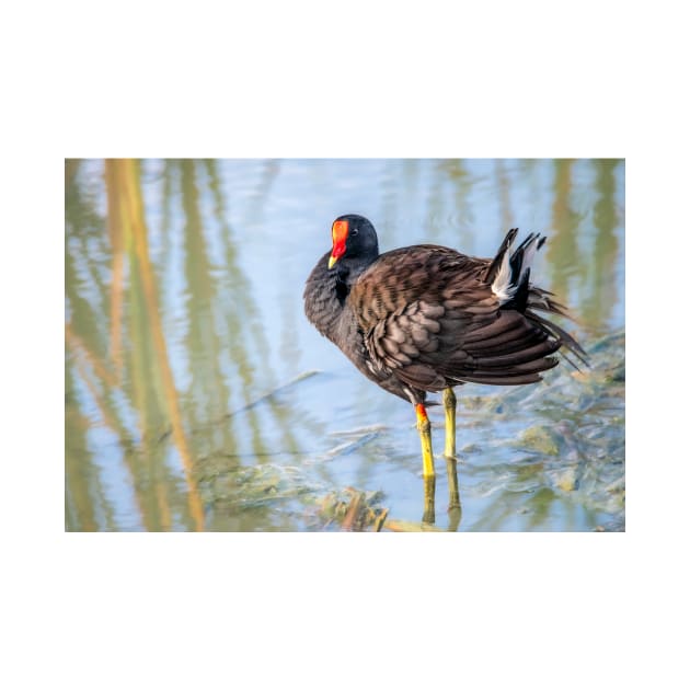 Common Gallinule Looking Fluffy by Debra Martz