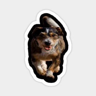 I love dogs Magnet