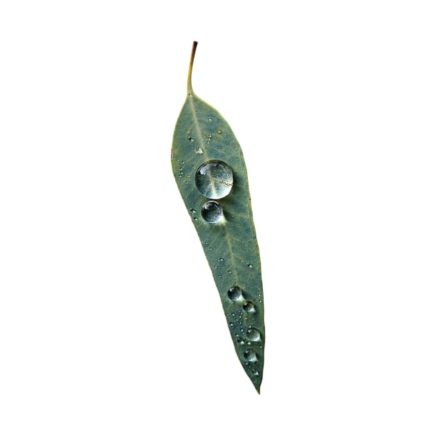 Leaf with Tropical Rain Drop by Inogitna Designs