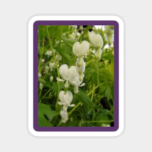 white bleeding hearts #4 Magnet