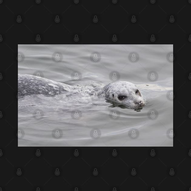 Cheeky Harbor Seal Winks at the Photographer by walkswithnature