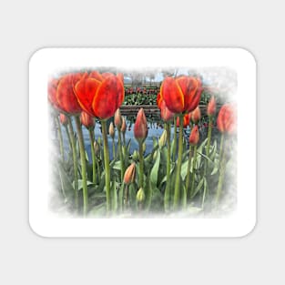Tulips Around The Pond Magnet