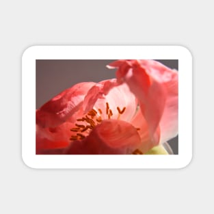 Peony flower display Magnet