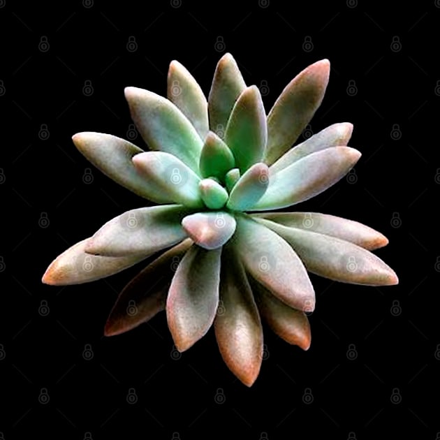 Graptosedum Francesco Baldi by NerdsbyLeo