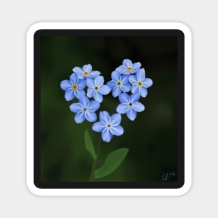 please forget me not Magnet