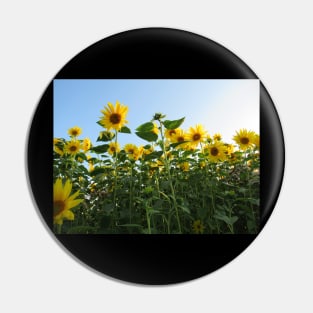 colorful, blooming sunflowers, sunflower, flowers Pin