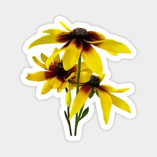 Brown and Yellow Black Eyed Susans Magnet