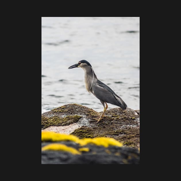 Black-crowned night heron 4 by KensLensDesigns