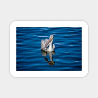 Single American White Pelican Magnet