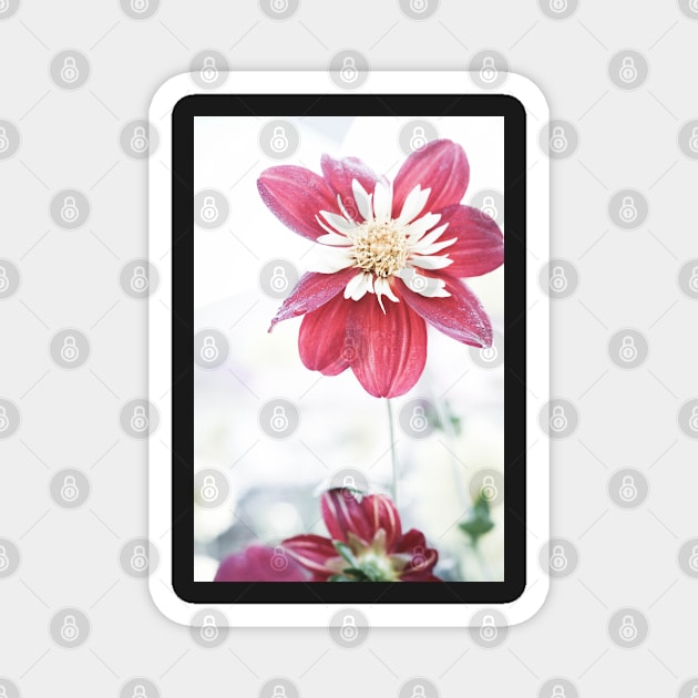 Dahlia flower 1 Magnet by DeborahMcGrath